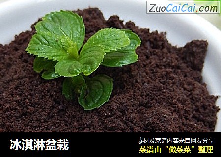 冰淇淋盆栽