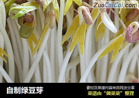 自制绿豆芽
