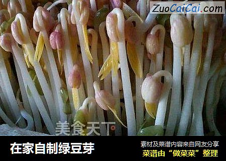 在家自制绿豆芽
