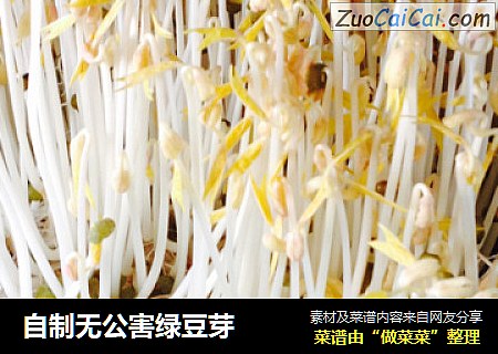 自制无公害绿豆芽