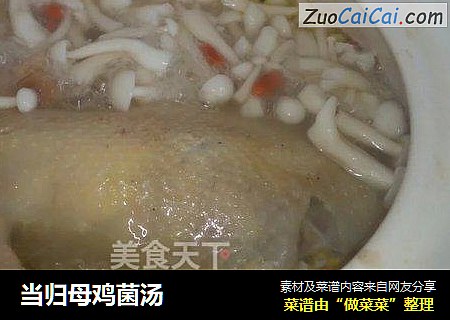 当归母鸡菌汤