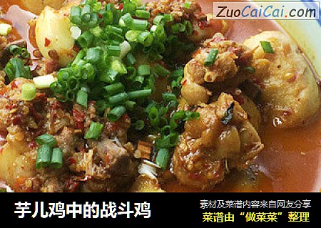 芋儿鸡中的战斗鸡