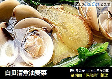 白贝清煮油麦菜