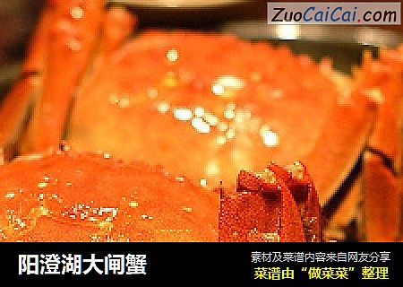 阳澄湖大闸蟹