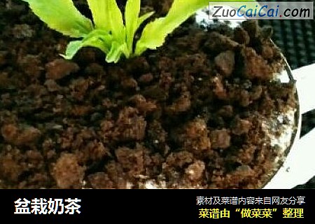 盆栽奶茶