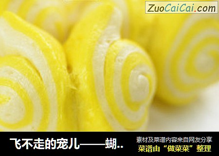 飞不走的宠儿——蝴蝶花卷