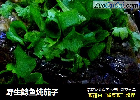 野生鲶鱼炖茄子