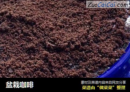 盆栽咖啡