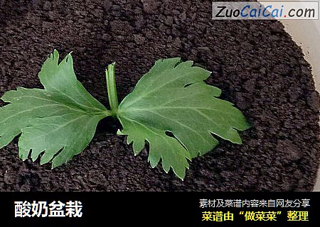 酸奶盆栽