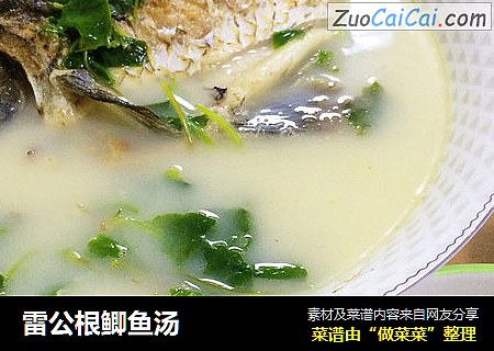 雷公根鲫鱼汤