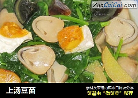 上汤豆苗