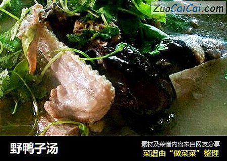 野鸭子汤