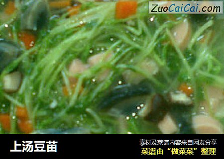 上汤豆苗