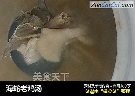 海蛇老鸡汤