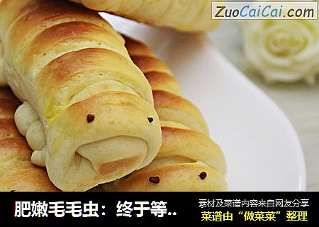 肥嫩毛毛虫：终于等到你，还好我没放弃