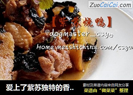 爱上了紫苏独特的香气【紫苏烧鸭】