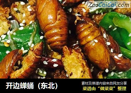 开边蝉蛹（东北）