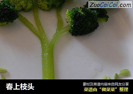 春上枝头