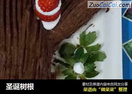圣诞树根