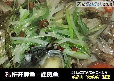 孔雀开屏鱼--裸斑鱼