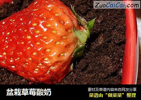 盆栽草莓酸奶