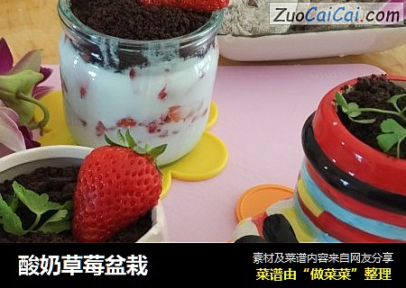 酸奶草莓盆栽
