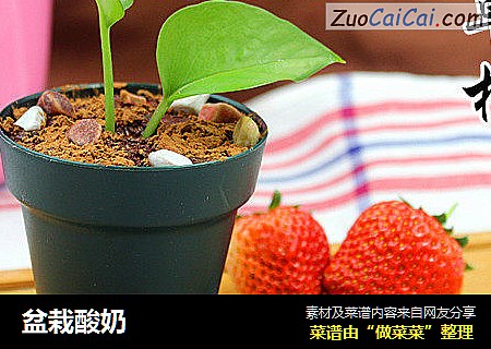 盆栽酸奶