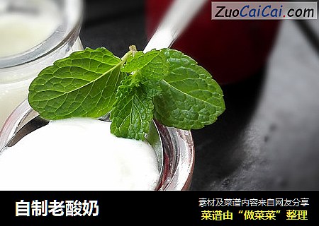 自制老酸奶
