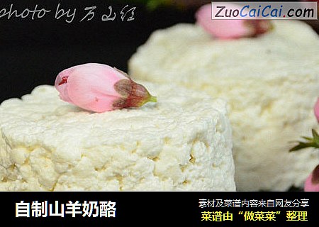自制山羊奶酪
