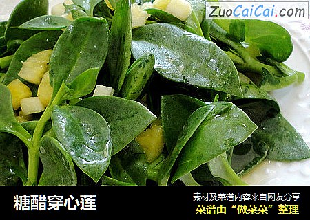 糖醋穿心莲