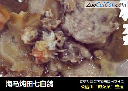 海马炖田七白鸽