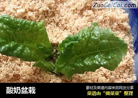 酸奶盆栽
