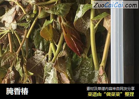 腌香椿