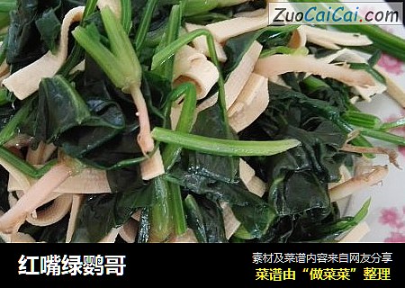 红嘴绿鹦哥