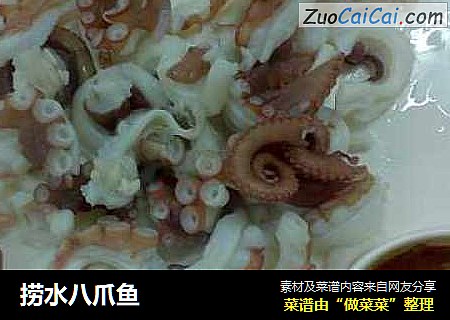 捞水八爪鱼