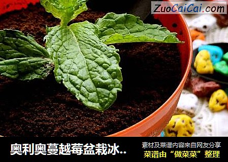 奥利奥蔓越莓盆栽冰淇淋