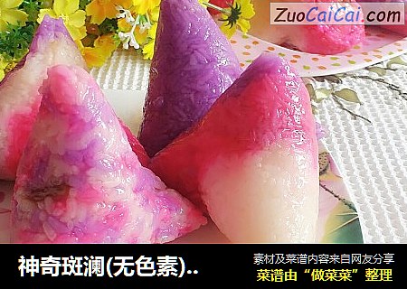 神奇斑澜(无色素)糯米棕