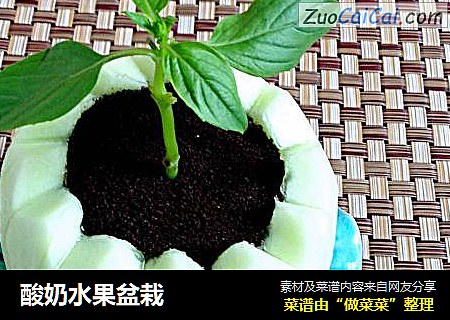 酸奶水果盆栽