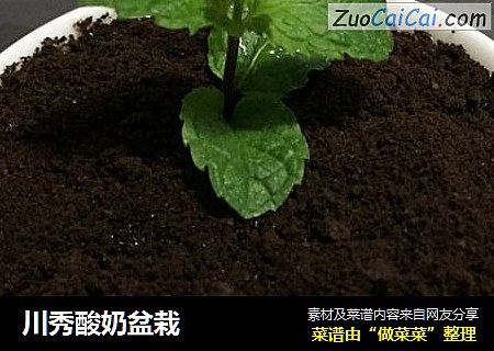 川秀酸奶盆栽