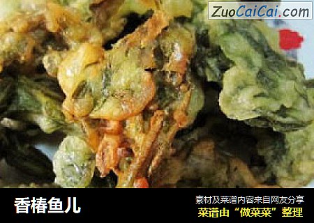 香椿鱼儿