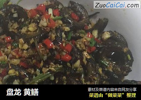 盘龙 黄鳝