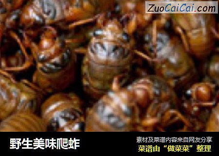 野生美味爬蚱