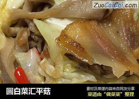 圆白菜汇平菇