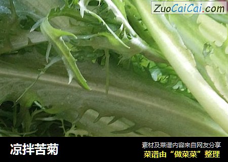 凉拌苦菊