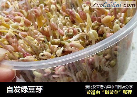 自发绿豆芽