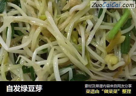 自发绿豆芽
