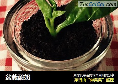 盆栽酸奶