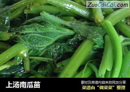 上汤南瓜苗