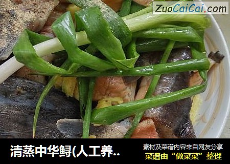 清蒸中华鲟
