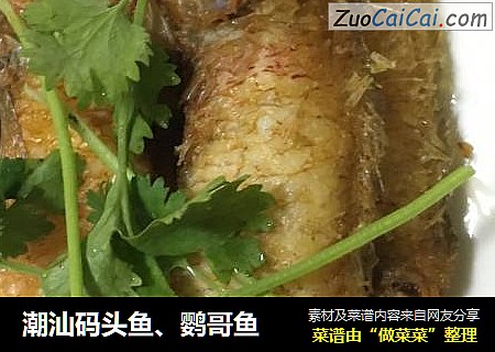潮汕码头鱼、鹦哥鱼